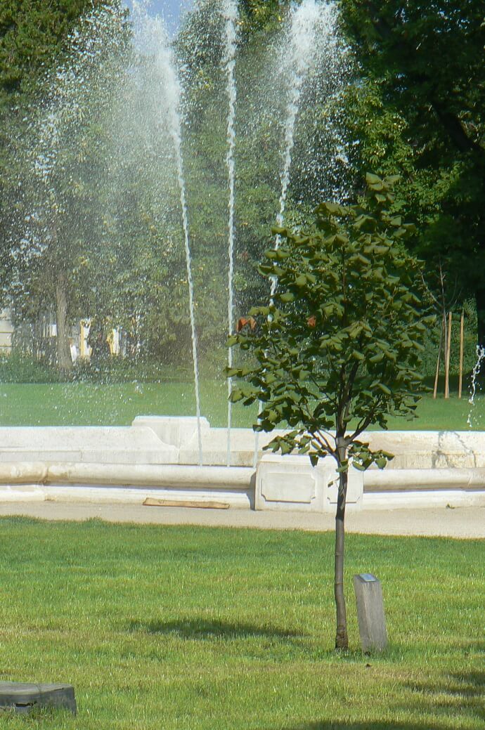 Szent Márton templom emlékfája